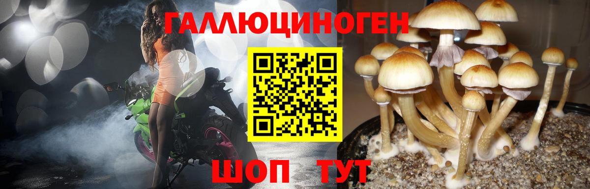 Галлюциногенные грибы Psilocybe Ивантеевка
